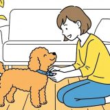 Quitar の目的語はこう使う｜Le quito el collar a mi perrita が正しい理由を徹底解説